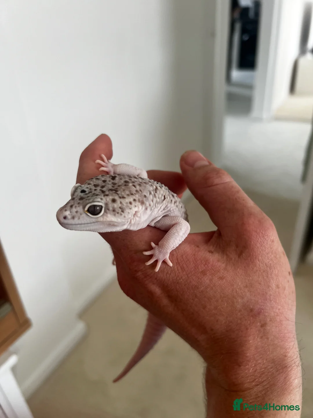 Leopard Gecko reptiles for sale: Leopard gecko and full set up including vivarium. - Advert 1