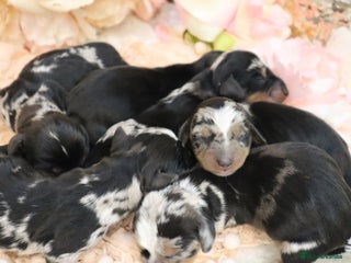 Miniature Dachshund dogs KC Miniature Dachshund Puppies - Advert 2