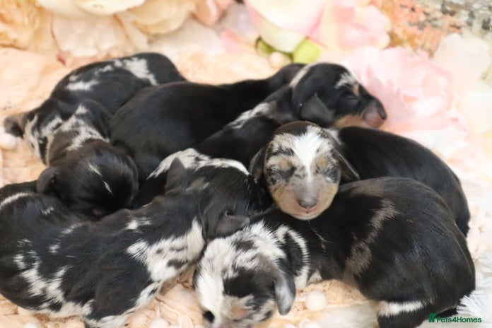 Miniature Dachshund dogs KC Miniature Dachshund Puppies - Advert 7