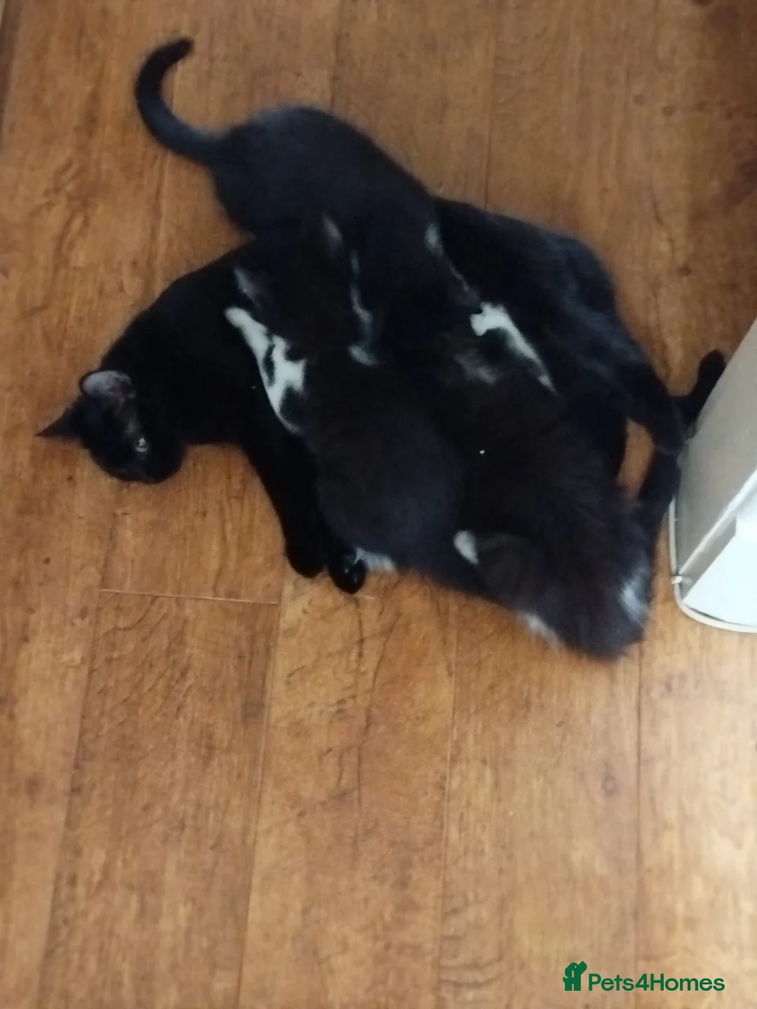 Mixed Breed cats for sale: 5 kittens for sale - Advert 7