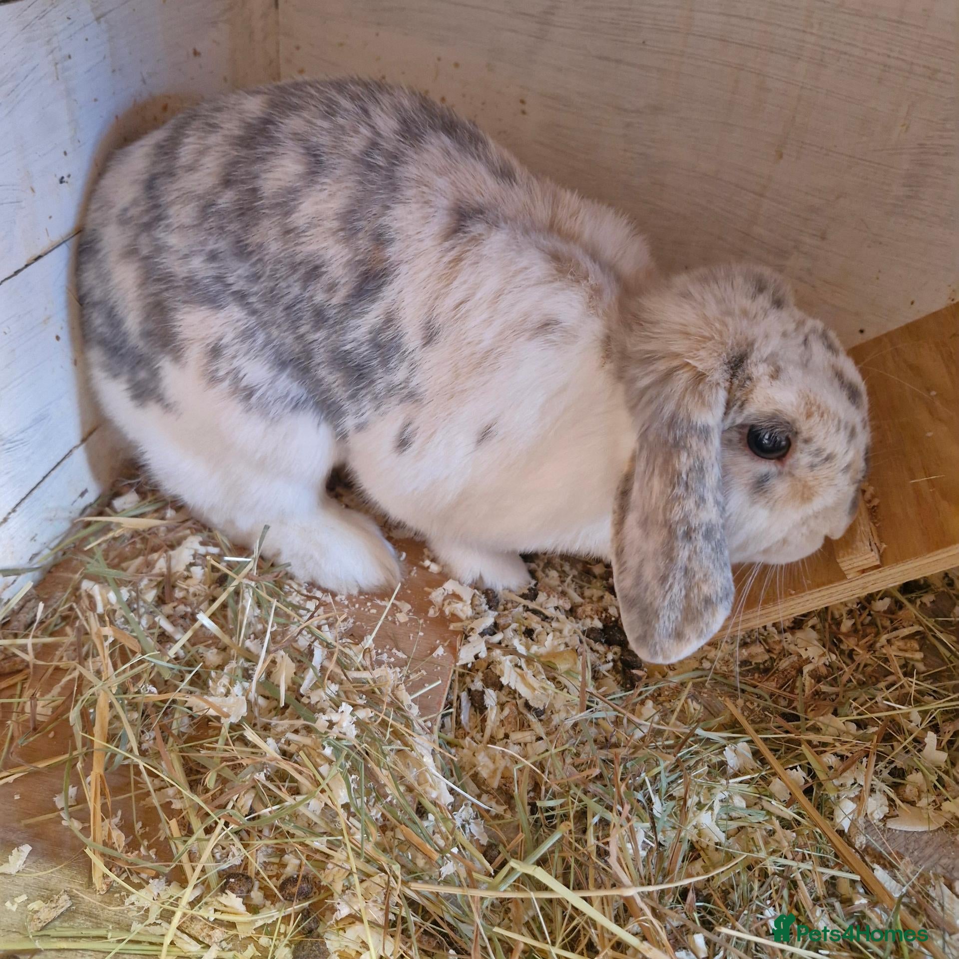Mini Lop rabbits Beautiful Mini Lop Doe for sale - Advert 1