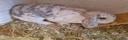 Mini Lop rabbits for sale: Beautiful Mini Lop Doe for sale in Chatham - Advert 1