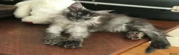 Maine Coon cats for sale: ⚜️ championline maine coon kittens ⚜️ polydactyl - Advert 3