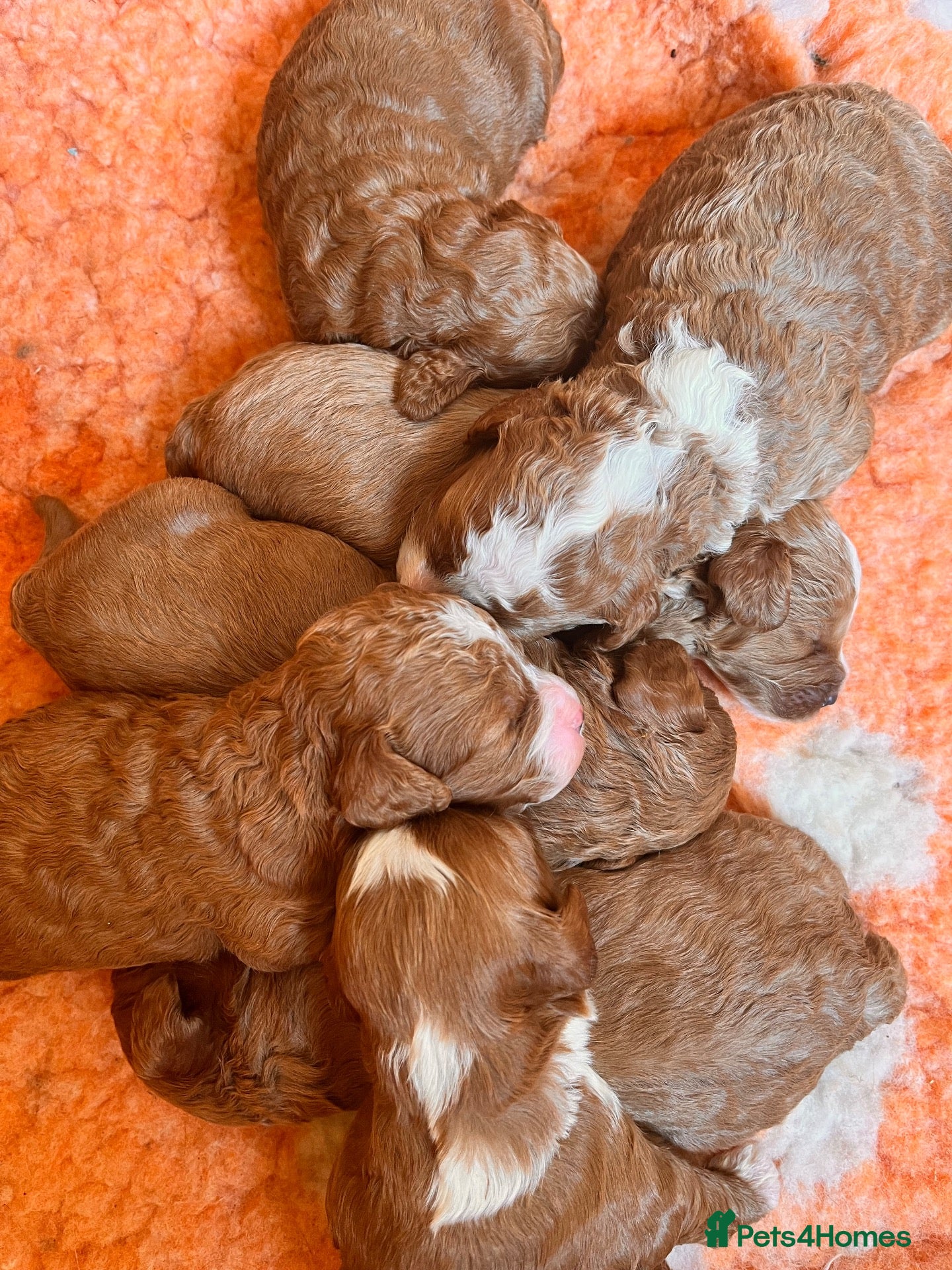 Cavapoo dogs Beautiful f1b cavapoo babies  - Advert 1
