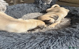 Pug dogs for sale: pug puppies ready 4 in Redcar - Image 11