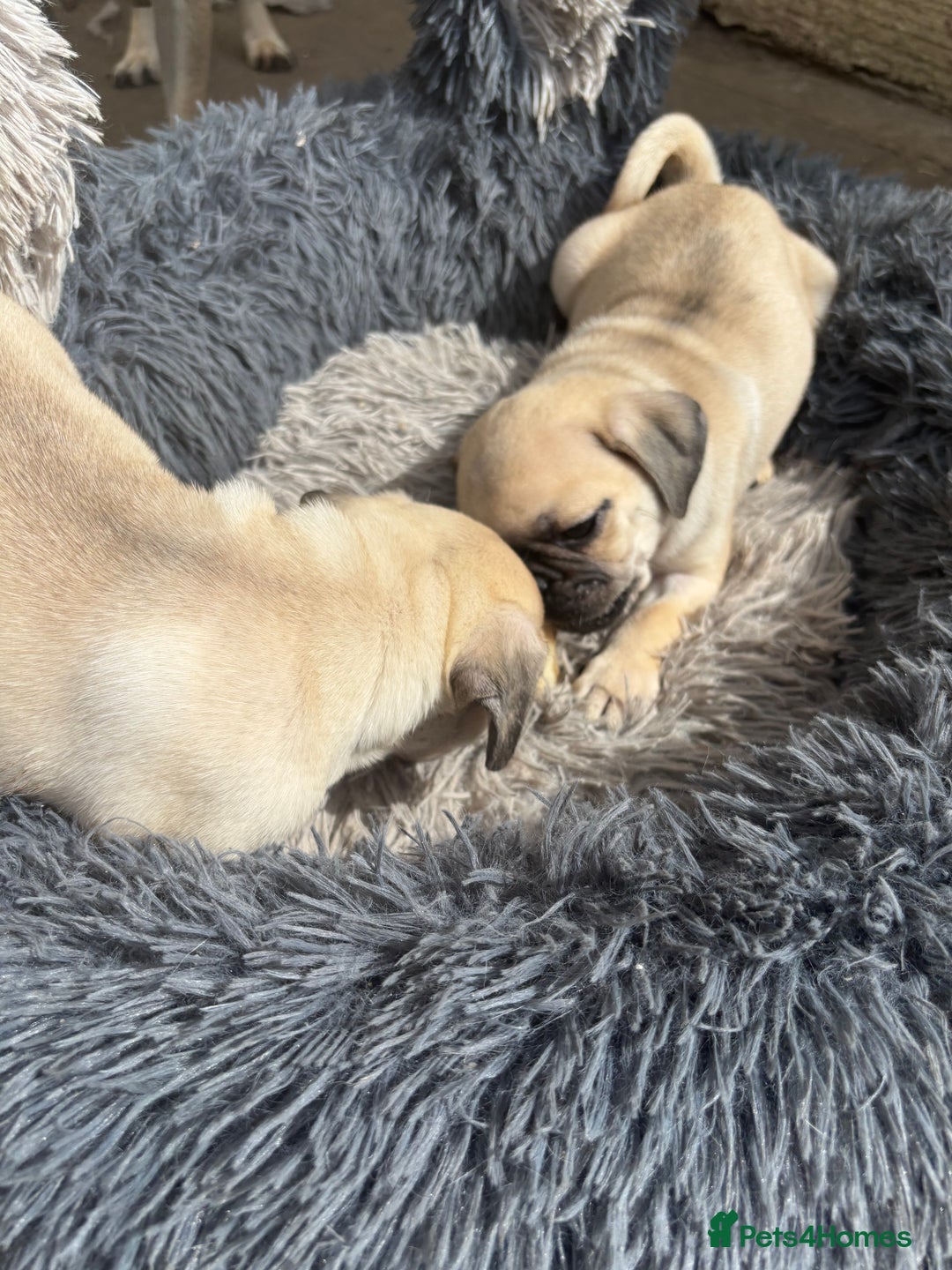 Pug dogs for sale: pug puppies ready 4 in Redcar - Image 11