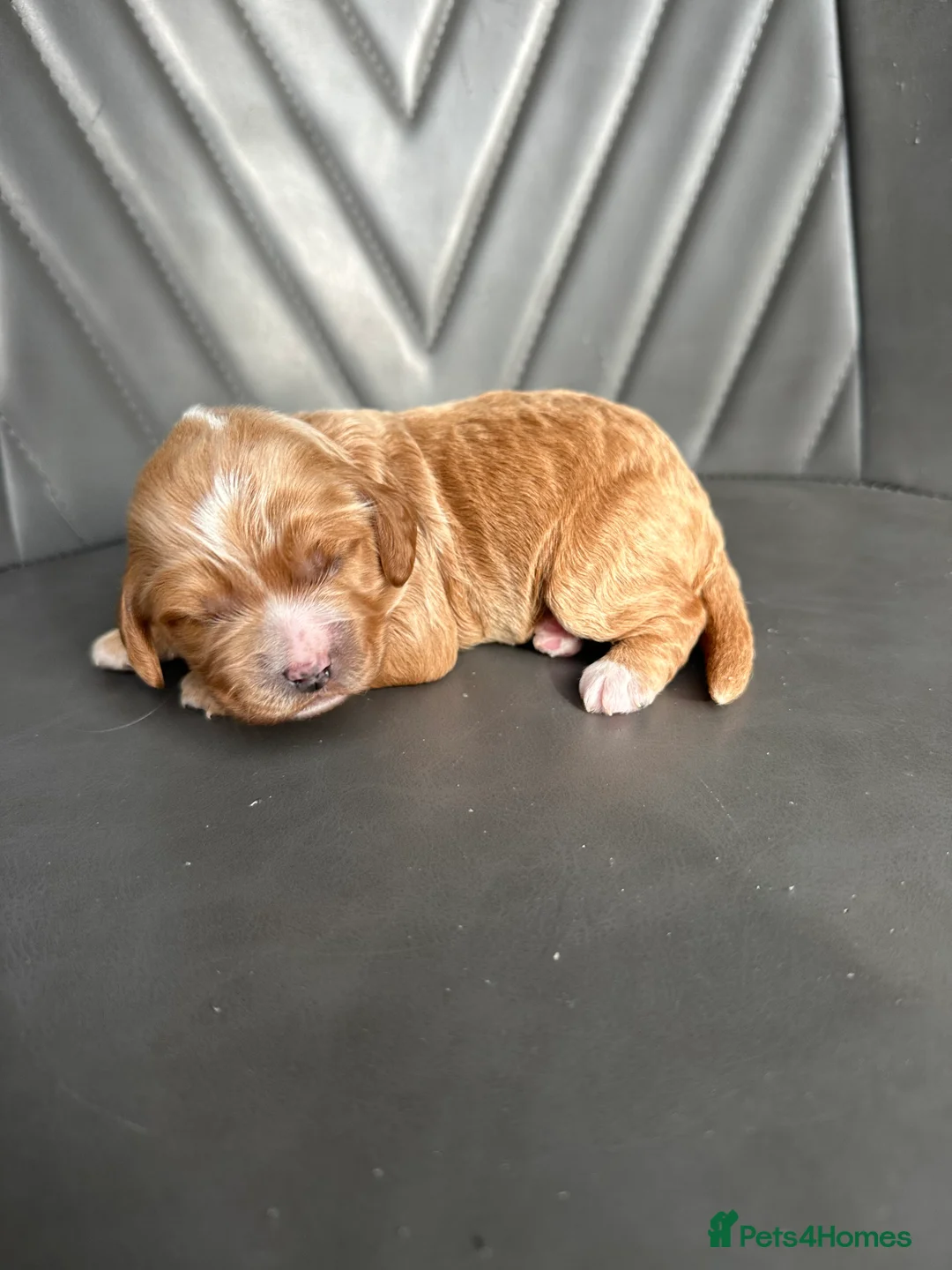 Cockapoo dogs for sale: 🌟 Stunning F1 Cockapoo Puppies 🌟  - Advert 13
