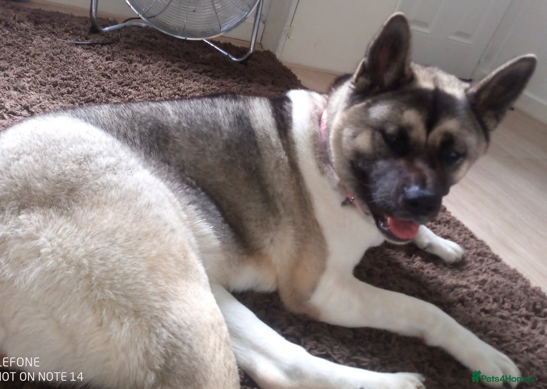 Akita dogs for sale: Gorgeous friendly girl needs new home  - Image 6
