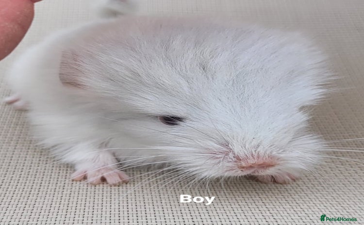 Chinchilla rodents in Bournemouth - Advert 3