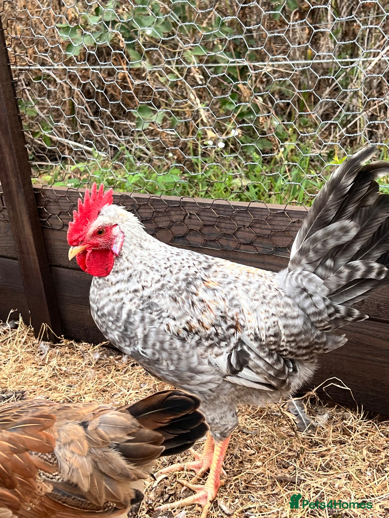 Chickens poultry Cream legbar pair blue egg layers  - Advert 1