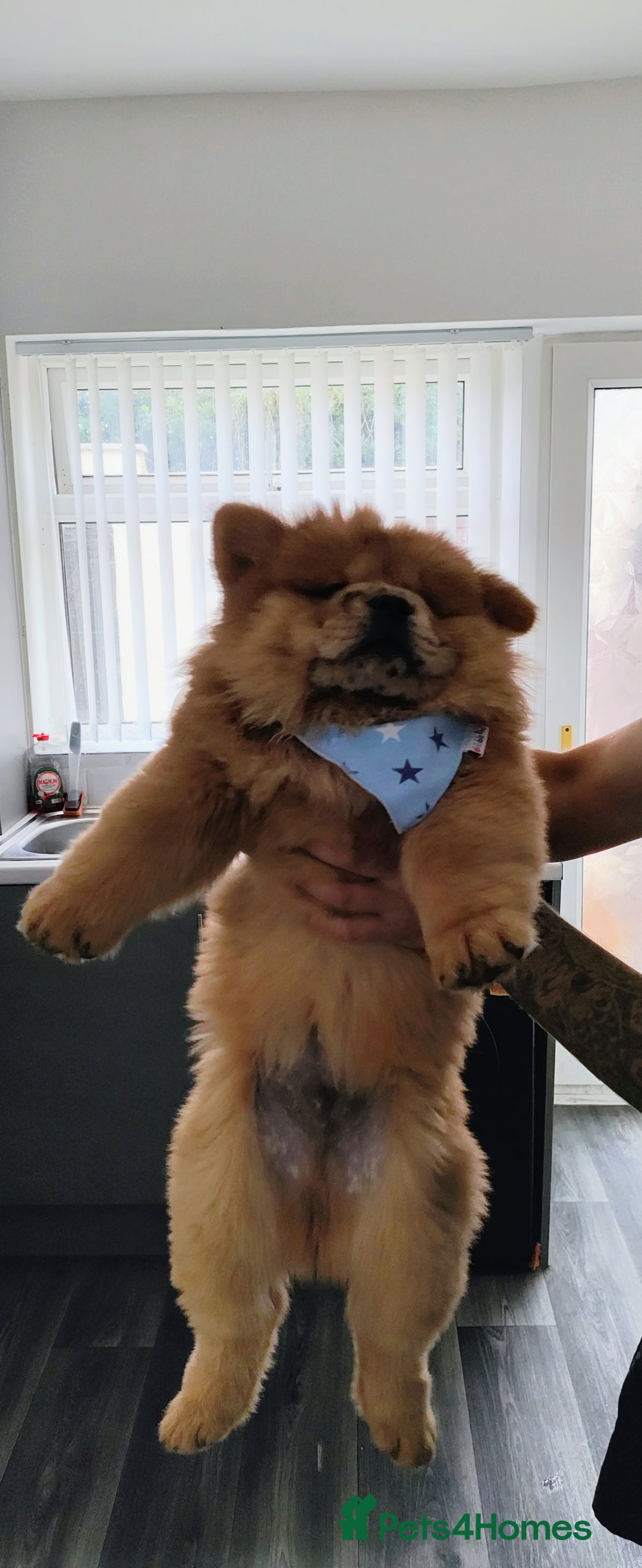Chow Chow dogs for sale: Chow chow puppies  - Image 6