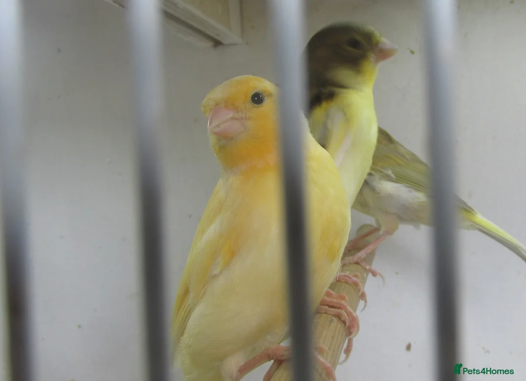 Canaries birds for sale: Young canary chicks for sale aviary bred in St. Neots - Advert 10