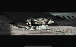 German Shorthaired Pointer dogs for sale: KC show qualify GSP’s (crufts champion bloodlines) - Image 4