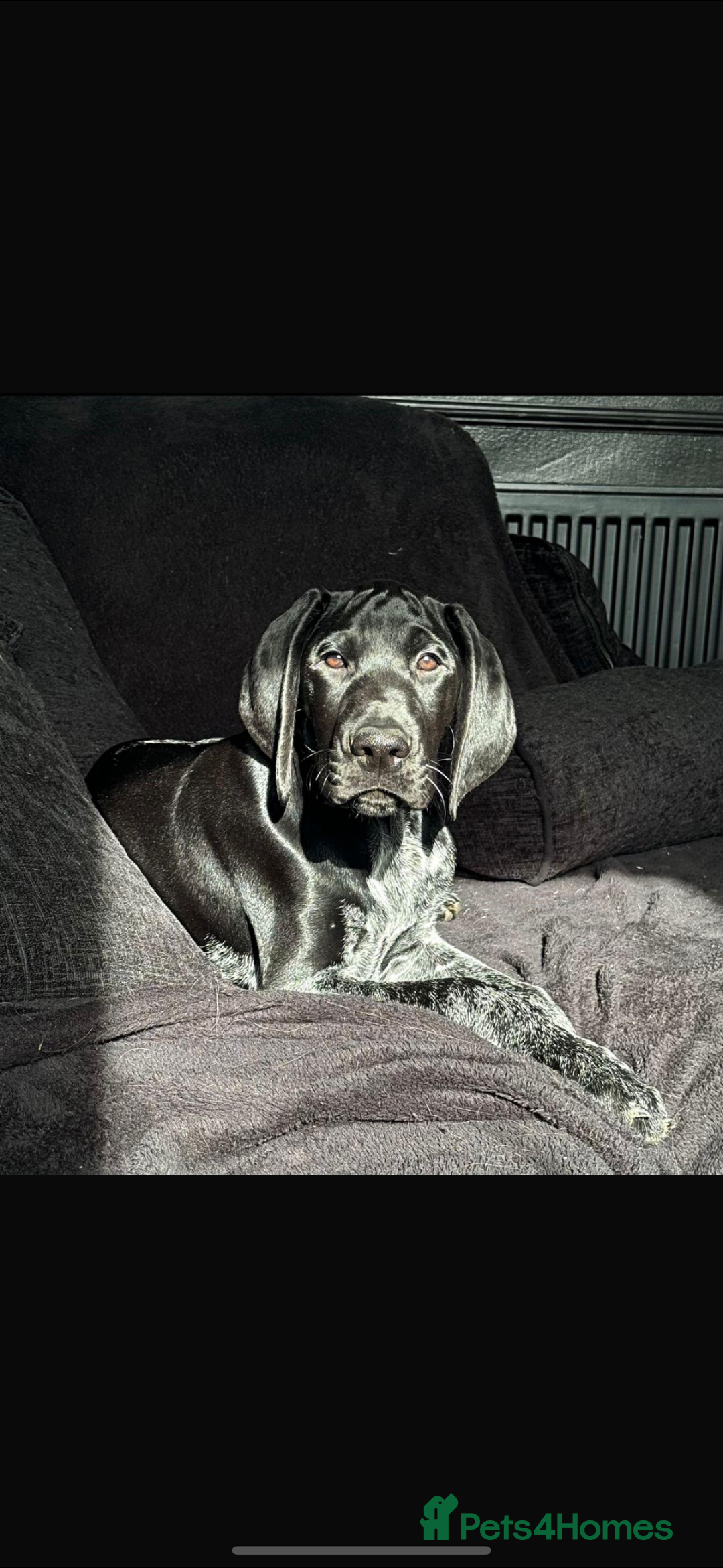 German Shorthaired Pointer dogs for sale: KC show qualify GSP’s (crufts champion bloodlines) - Image 4