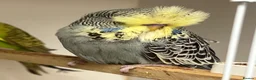Budgerigars birds for sale: Budgies available  - Advert 3