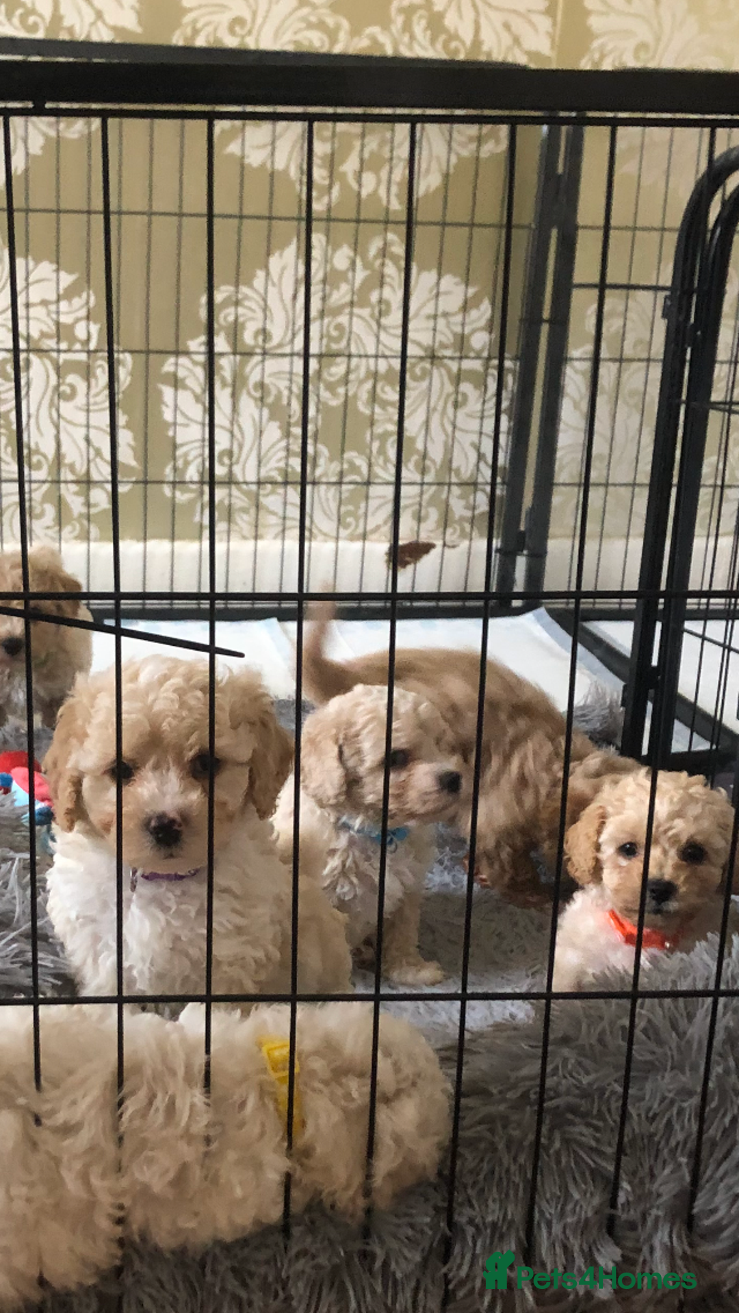 Poochon dogs for sale: Poochon pups for sale - Image 2