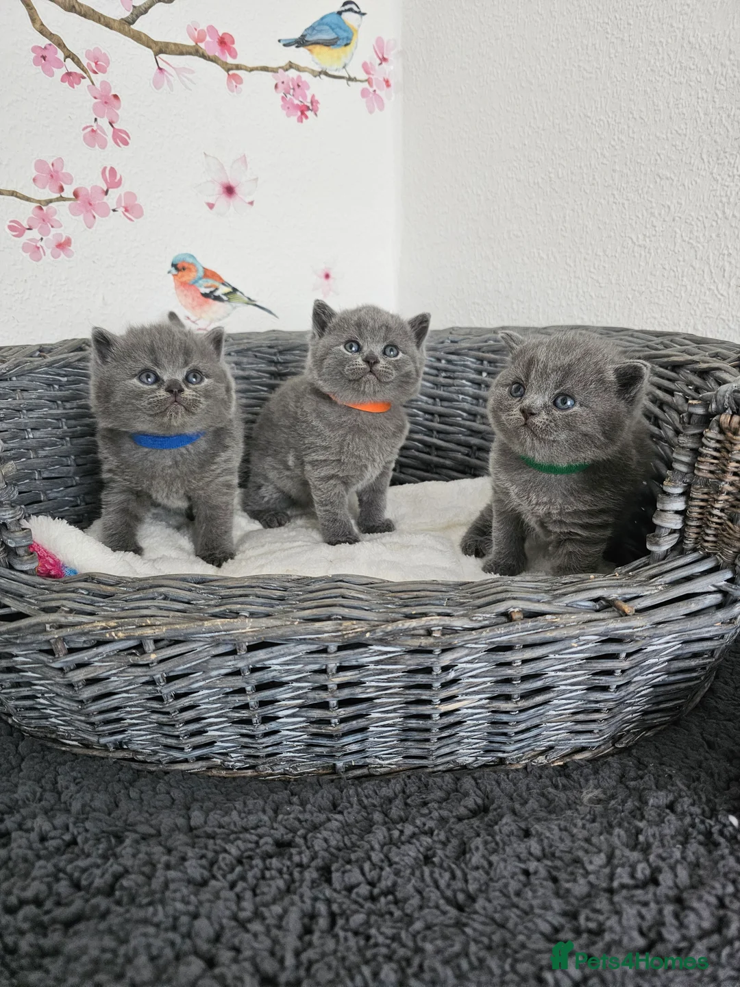 British Shorthair cats for sale: Gccf British shorthair kittens - Advert 2
