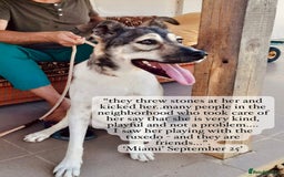 Mixed Breed dogs for adoption: Miami, 1 yr approx. Available for adoption. - Image 3
