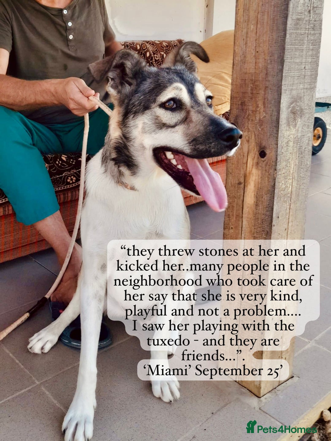 Mixed Breed dogs for adoption: Miami, 1 yr approx. Available for adoption. - Image 3