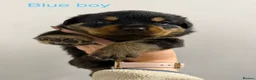 Rottweiler dogs for sale: Rottweiler Puppies For Sale - Advert 3