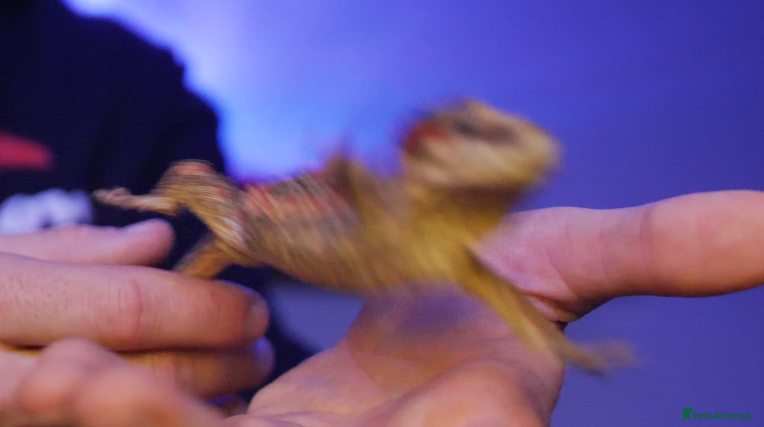 Gecko reptiles for sale: Gargoyle Gecko (Stunning Stripes) & full a+ Setup - Image 3