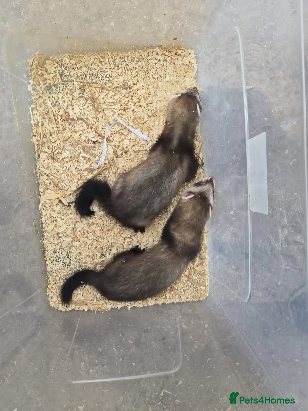 Ferret rodents for sale: EU Angor polecat/black self ferrets for sale in Keighley - Advert 5