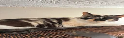Mixed Breed cats for sale: Two adult cats for sale  - Advert 9