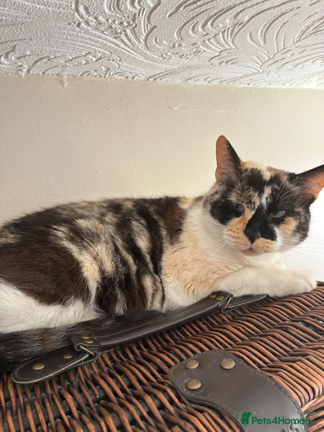 Mixed Breed cats for sale: Two adult cats for sale  - Advert 9