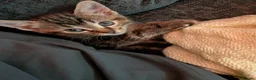 Mixed Breed cats for sale: Last kitten ready to go!  in Barry - Advert 4