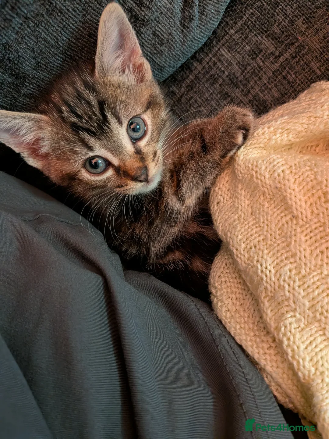 Mixed Breed cats for sale: Last kitten ready to go!  in Barry - Advert 4