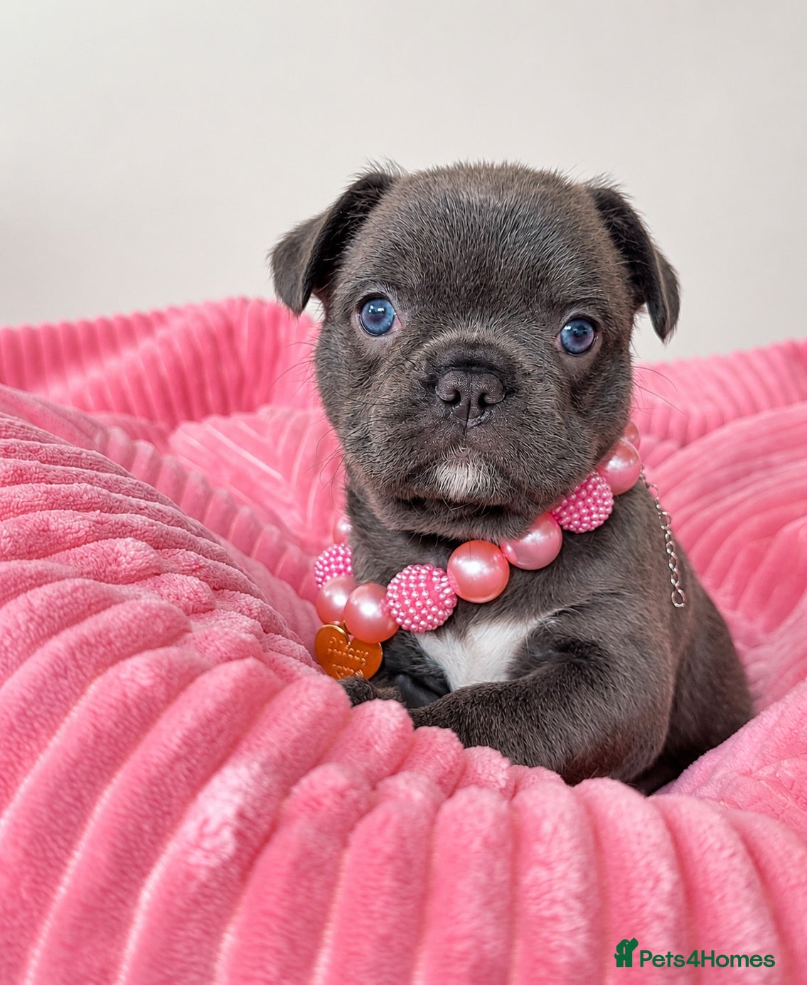 French Bulldog dogs Chunky French Bulldog Pups - Advert 12