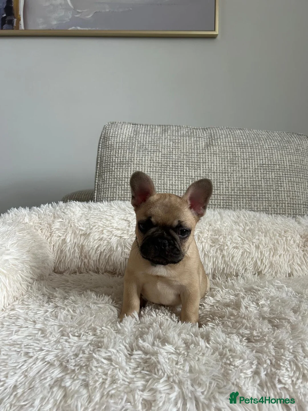 French Bulldog dogs for stud: Denzel- Open for Stud- PROVEN. Son of Super Ted  in Gillingham - Advert 15