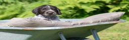 German Wirehaired Pointer dogs for sale: 1ST VACC GIVEN, HEALTH CHECKED KC REG GWP PUPS  - Advert 25