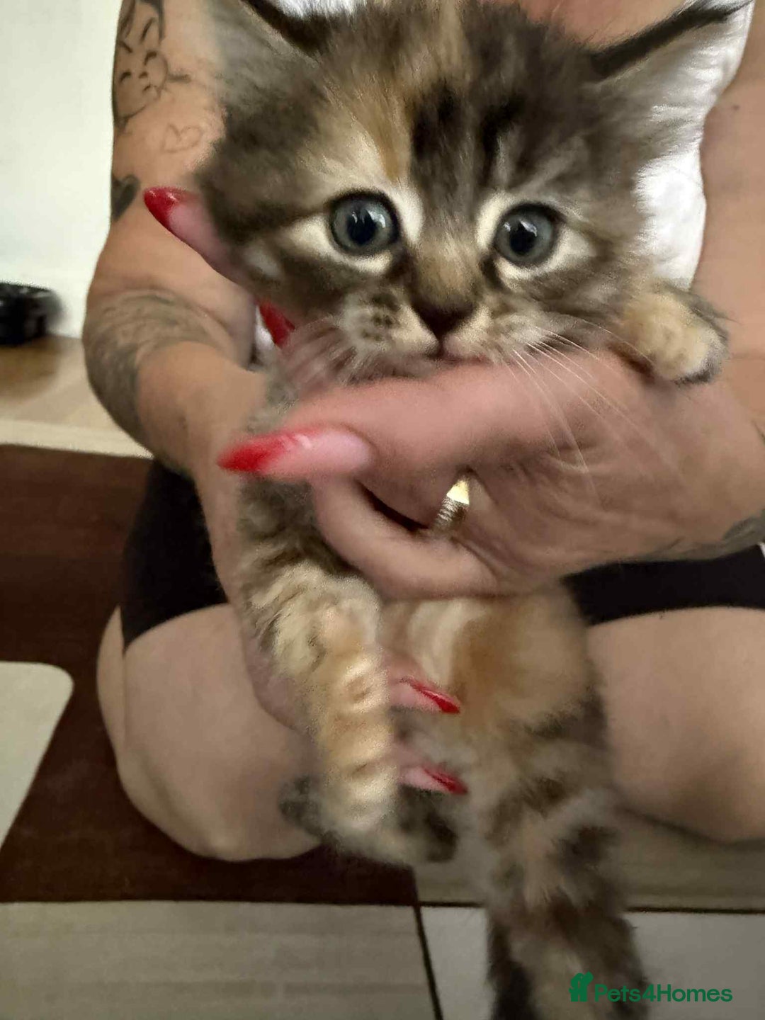 European cats for sale: Beautiful kittens  - Image 4