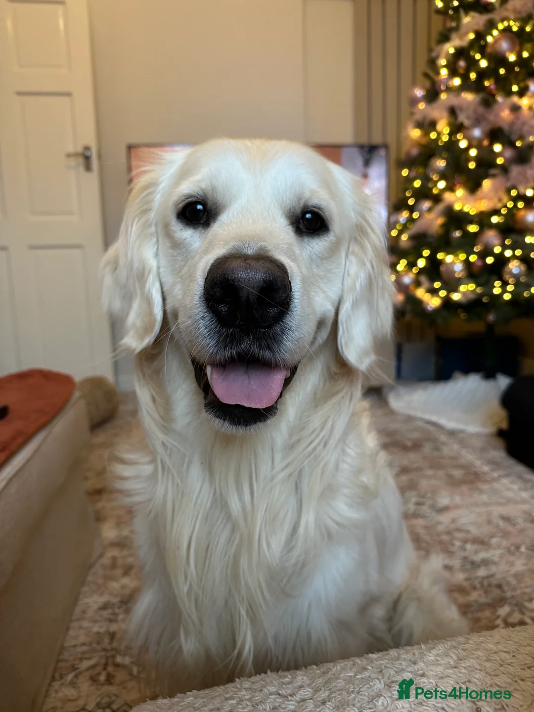 Golden Retriever dogs for stud: Gorgeous RKC golden retriever available for stud - Advert 7