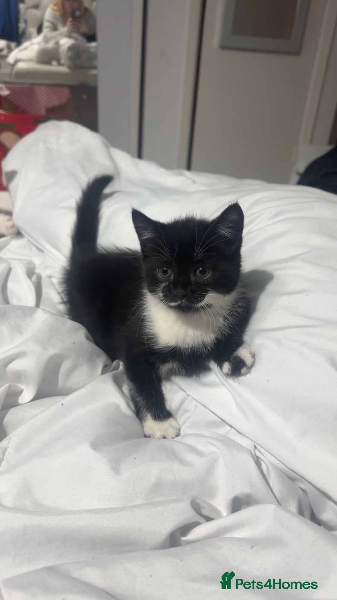 Turkish Van cats for sale: Kittens  - Advert 8