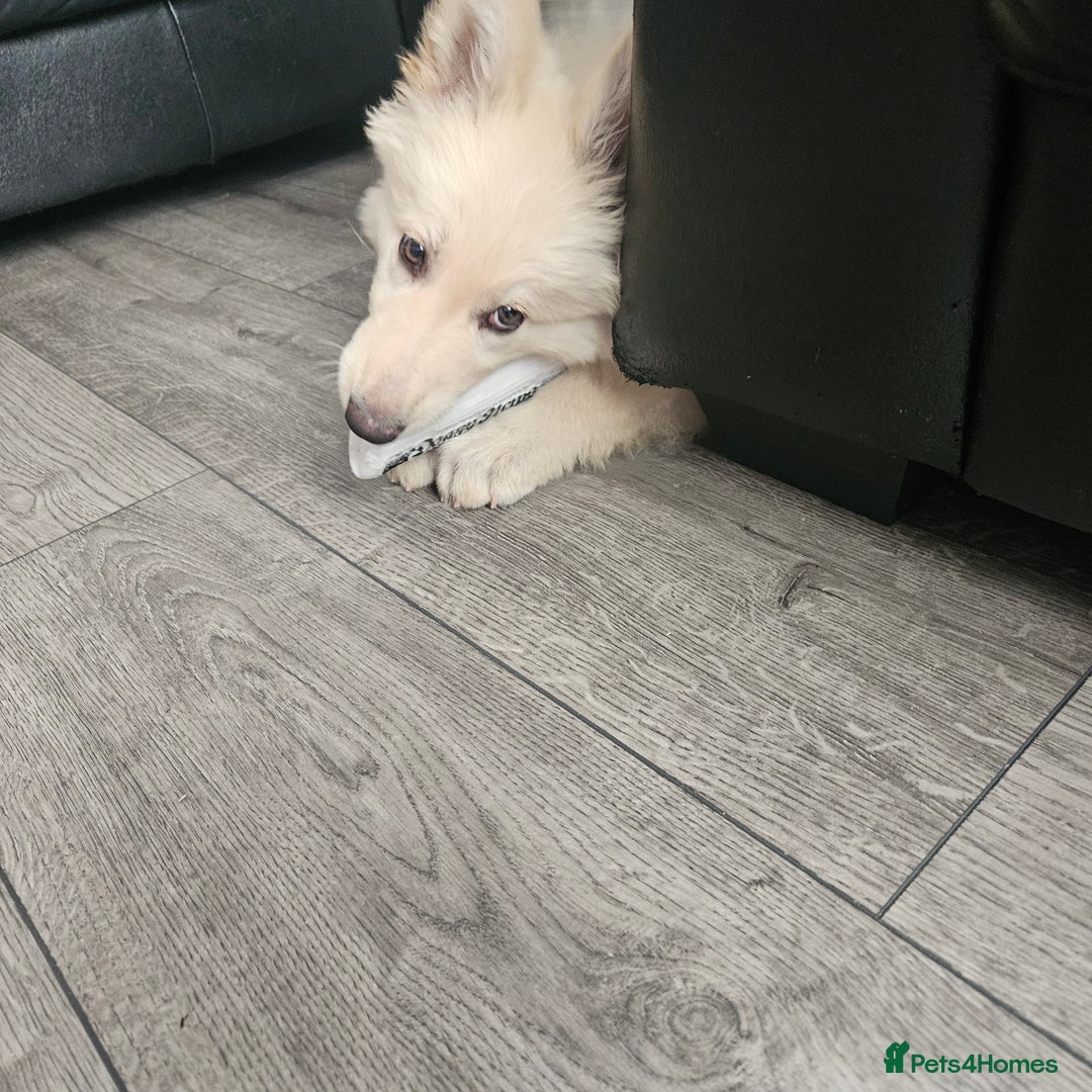 German Shepherd dogs for sale: German shepherd puppy for sale - Image 4