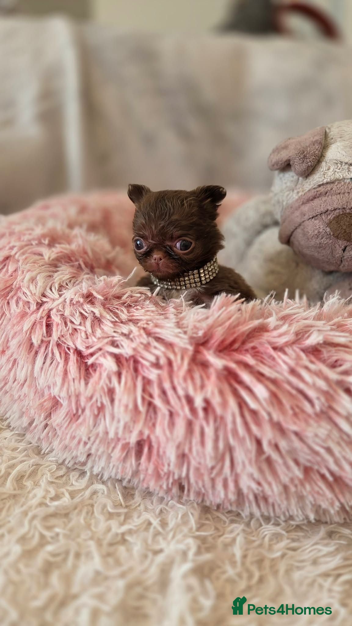 Chihuahua dogs Xx quality chocolate longcoat chihuahua puppies Xx - Advert 2