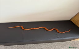 Corn Snake reptiles for sale: Female Corn Snake (no set up included)  - Image 5
