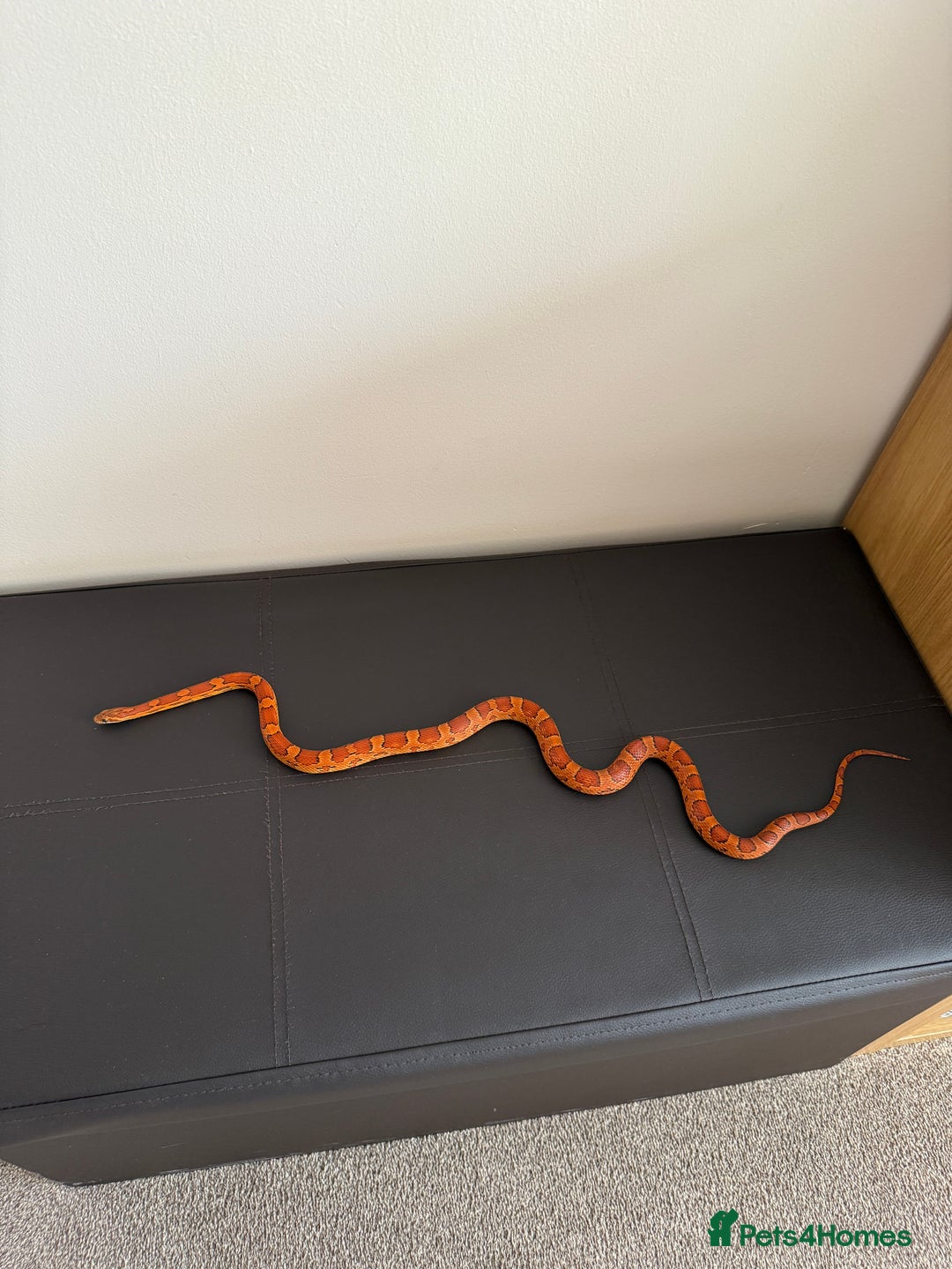 Corn Snake reptiles for sale: Female Corn Snake (no set up included)  - Image 5