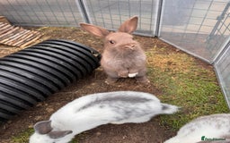 Mixed Breed rabbits for sale: mixed breed baby bunnies  - Image 3