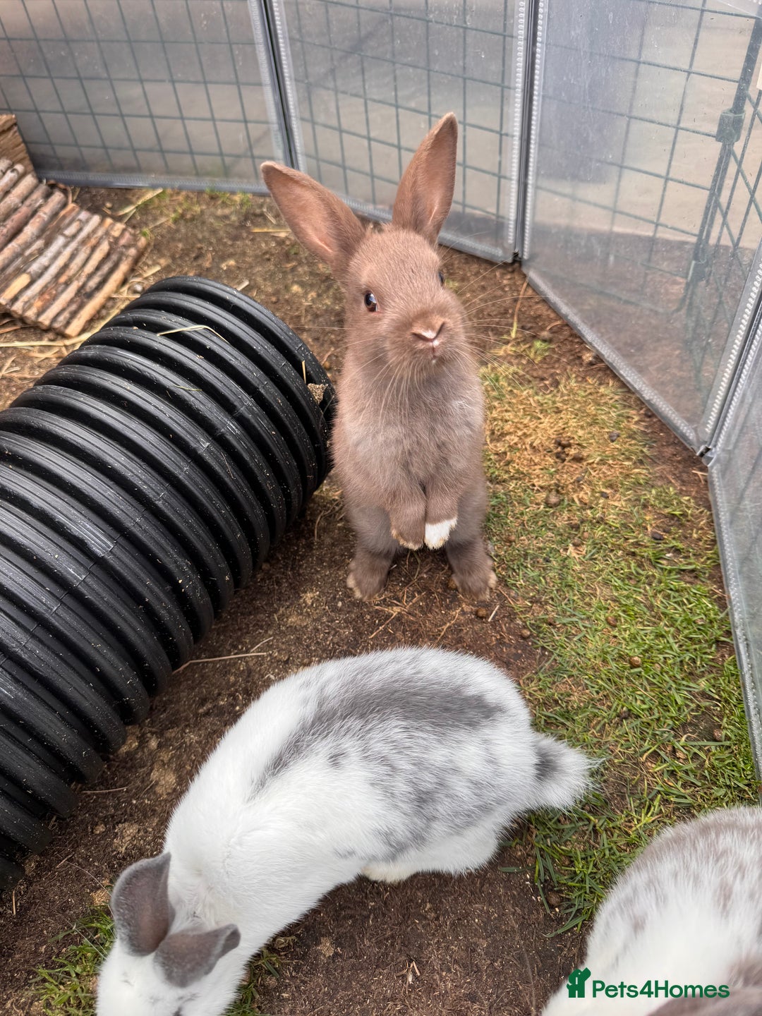 Mixed Breed rabbits for sale: mixed breed baby bunnies  - Image 3
