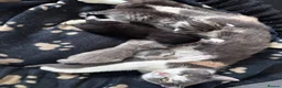 Mixed Breed cats for sale: Calico/silver tabby  - Advert 2