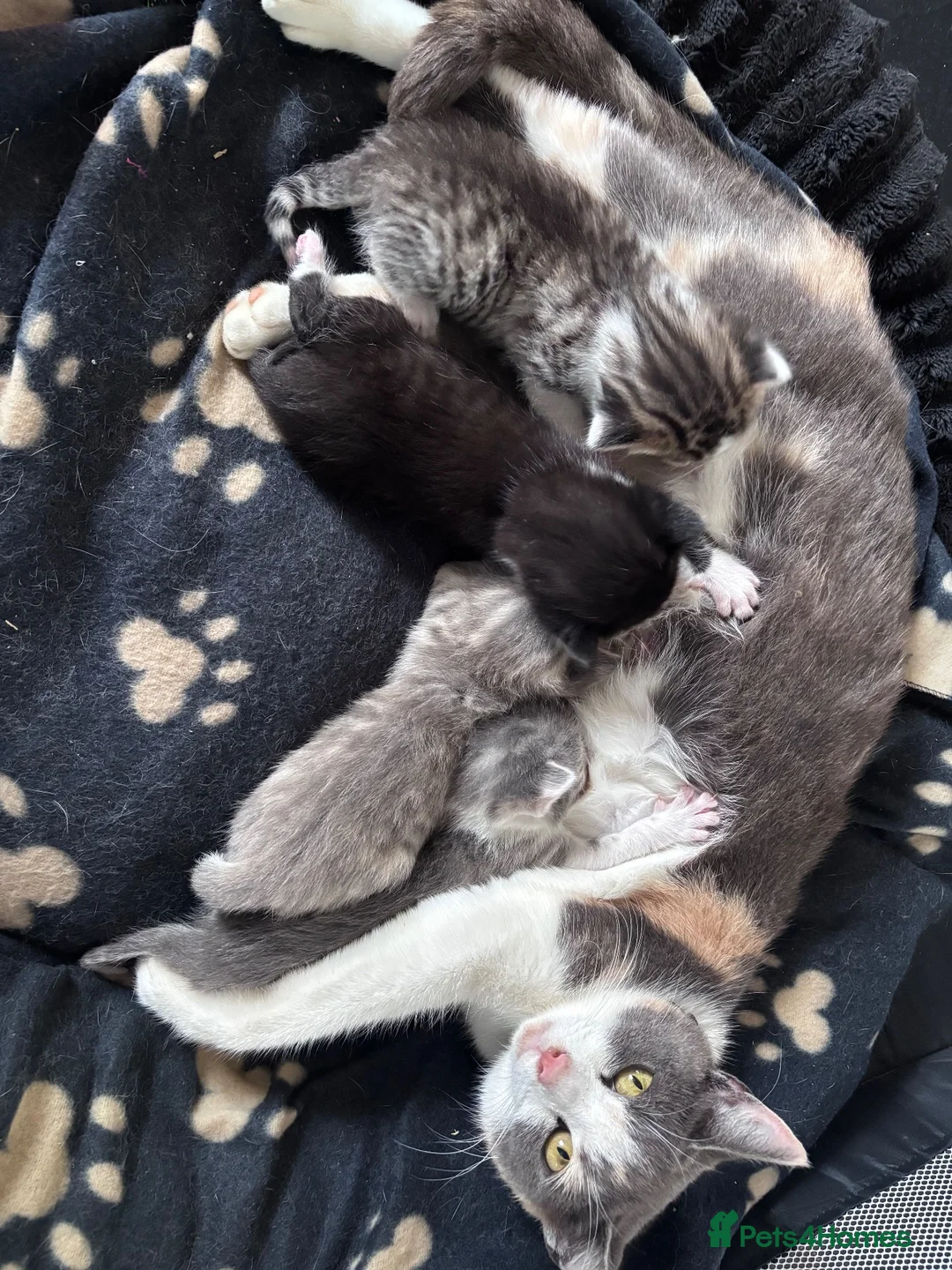 Mixed Breed cats for sale: Calico/silver tabby  - Advert 2