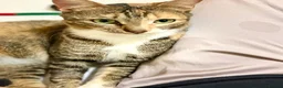 Arabian Mau cats for adoption: Mila is available for adoption  - Advert 10