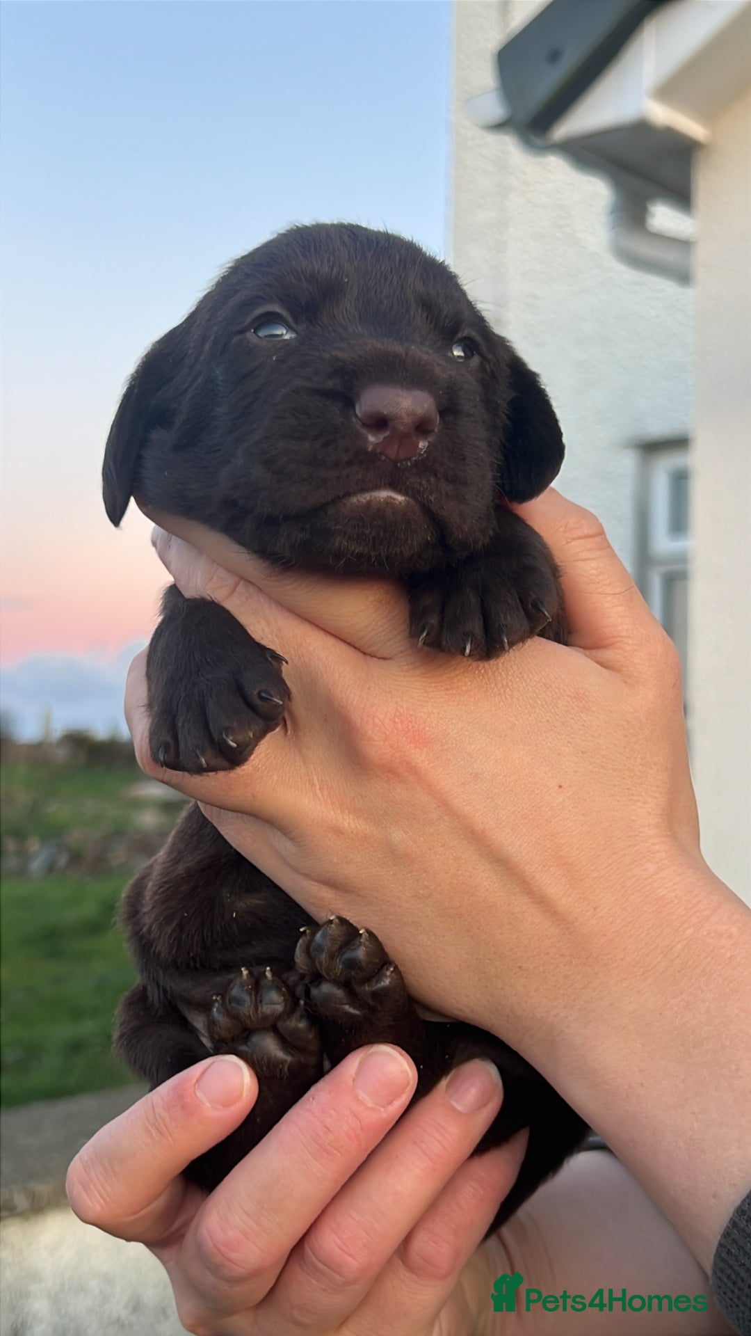 Mixed Breed dogs for sale: GWP x Hungarian wirehaired Viszla - Advert 6
