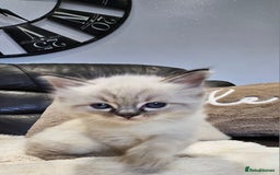 Ragdoll cats for sale: Stunning ragdoll kittens  - Advert 9