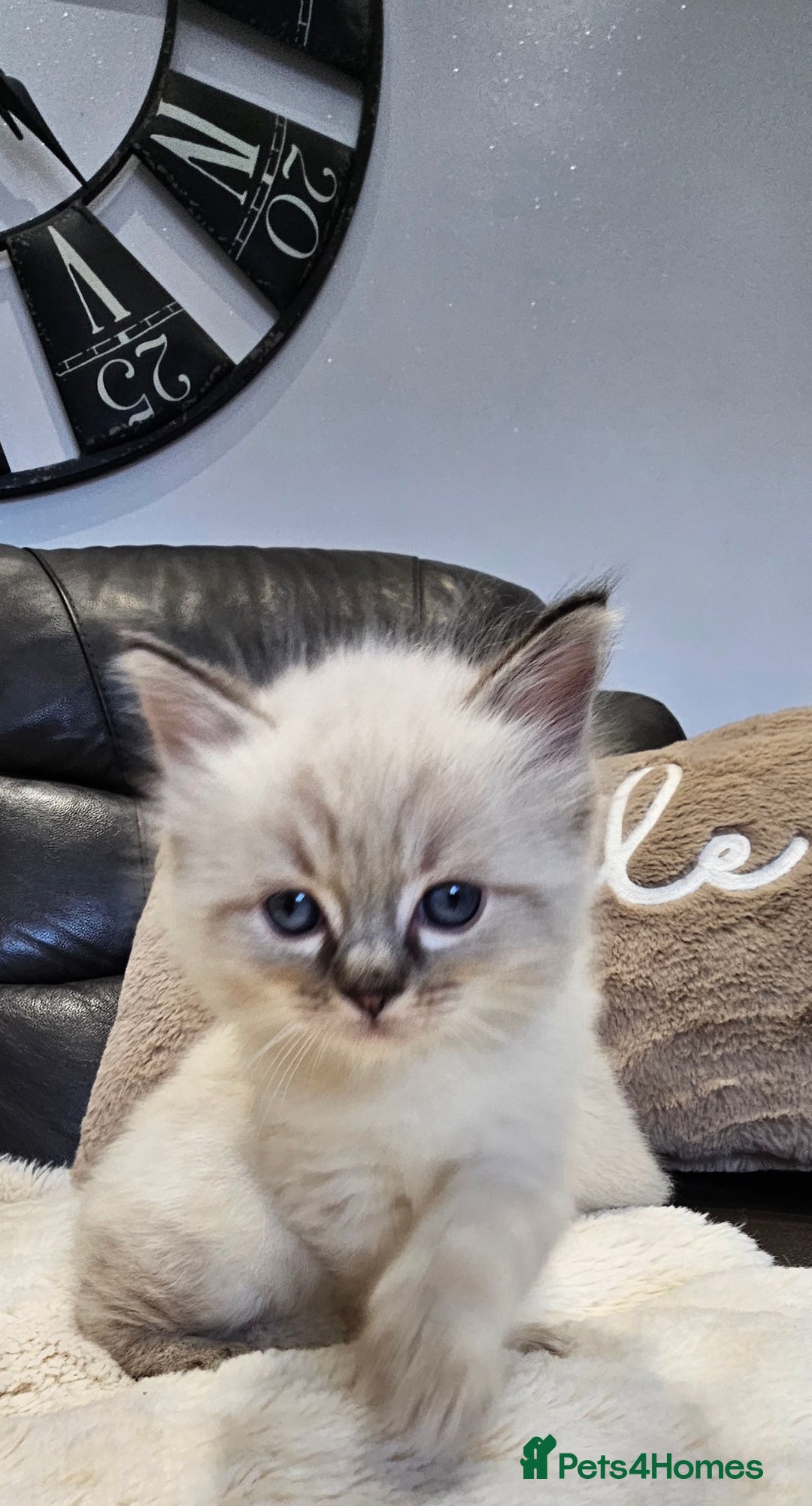Ragdoll cats for sale: Stunning ragdoll kittens  - Advert 9