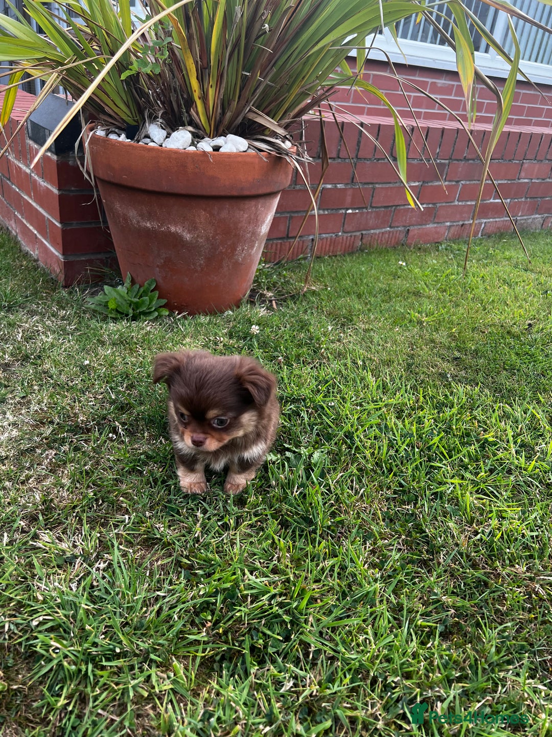 Chihuahua dogs for sale: *** Amazing quality very small Chihuahua’s *** - Image 13