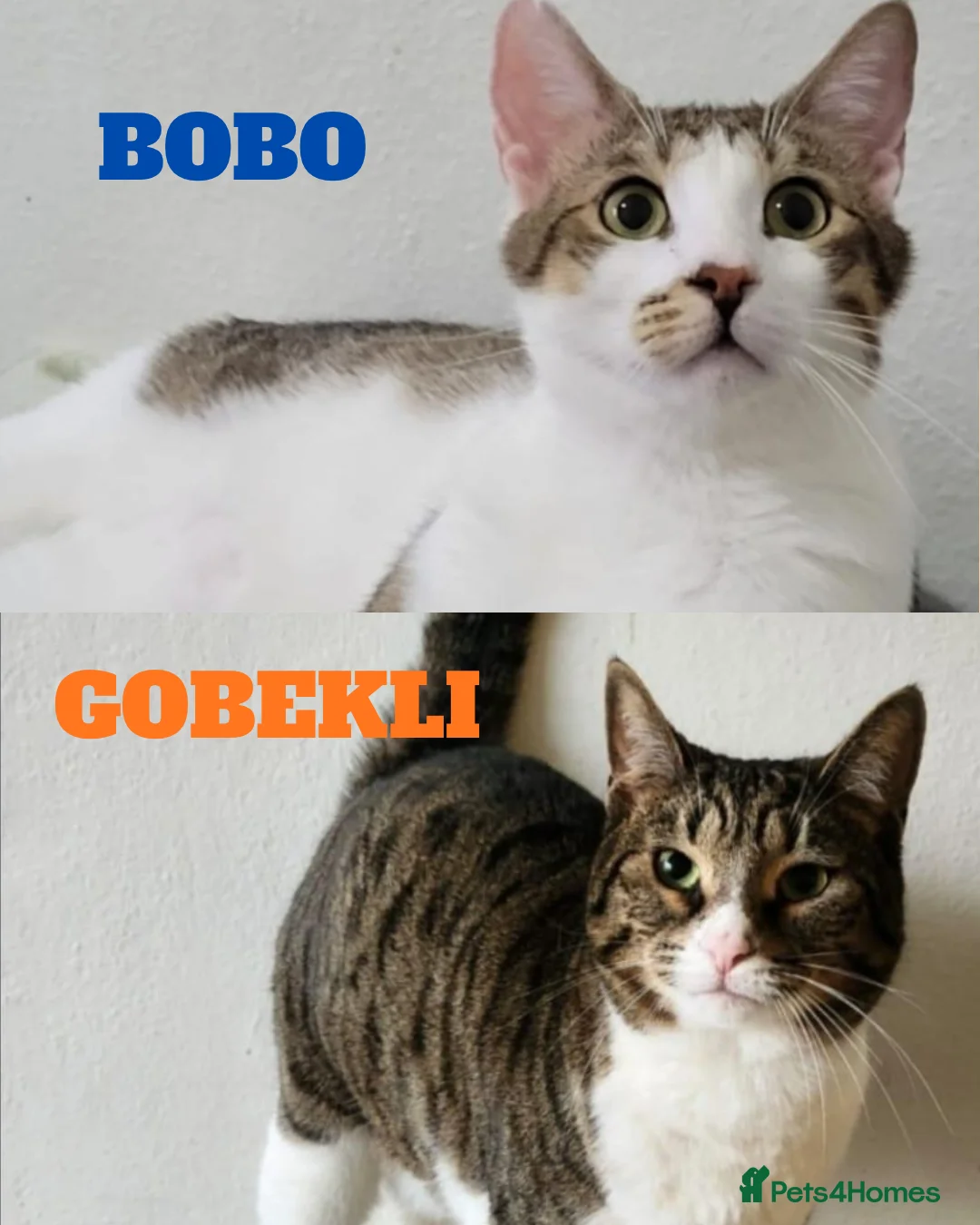Mixed Breed cats for adoption: They came so far just to be loved - Advert 1